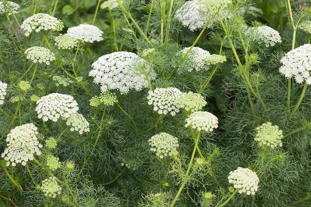 레이스 플라워 또는 비숍 잡초, Ammi majus