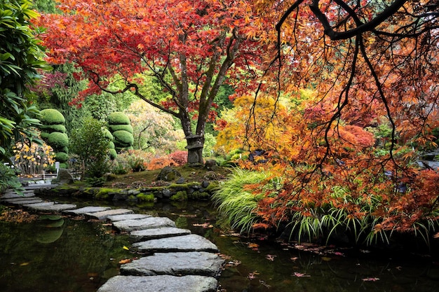 Lace leaf Japanese Maple and Japanese Maple, Acer palmatum, Butchart Gardens, Victoria