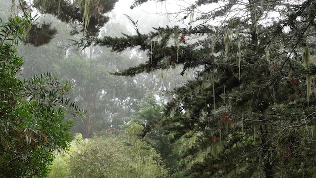 Lace lichen moss hanging foggy misty forest trees fairy mysterious woods usa