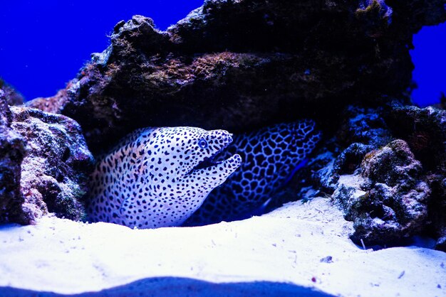 Photo laced moray gymnothorax favagineus in the coral reef