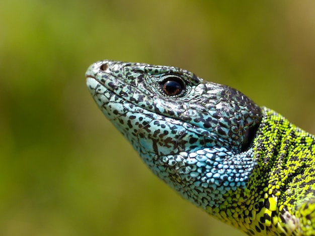 lacerta schreiberi、シュライバーの緑のトカゲ、スペインのイベリア エメラルド トカゲ