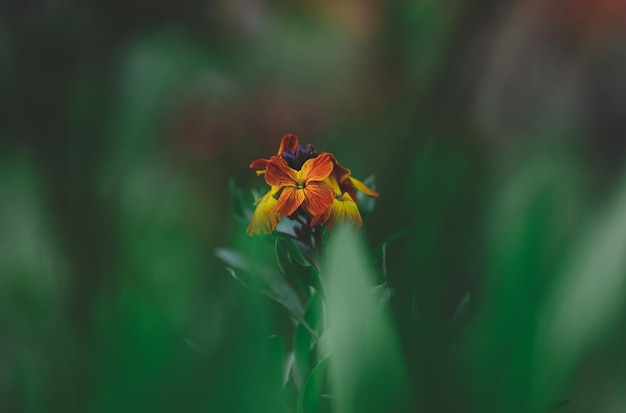 Fiore di lacfiole in giardino e foglie verdi