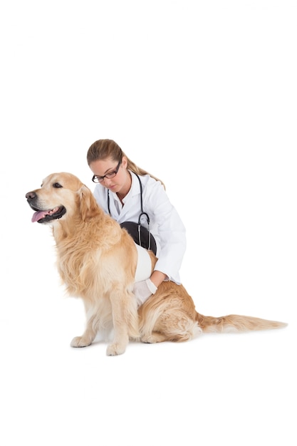 Lachende dierenarts met een labrador