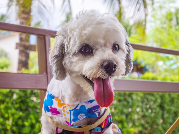 Foto lachende gelukkige hond