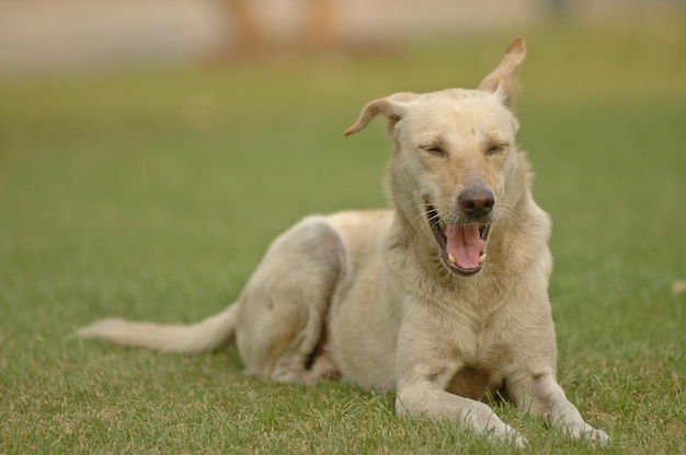 Lachende hond op gras