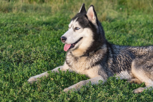 Foto lachende husky hond ligt op het groene gras in zonnige avond zijaanzicht