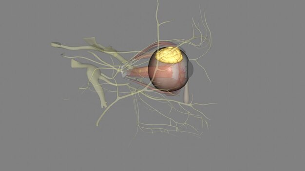 Foto la ghiandola lacrimale è una ghiandola bilobata a forma di lacrima con la funzione principale di secrezione della parte acquosa