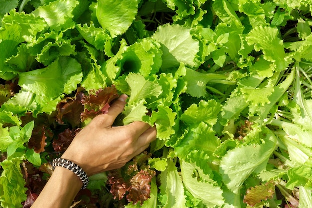 Foto foglie verdi di lactuca sativa da vicino lattuga a foglia in letto da giardino messa a fuoco selettiva del raccolto