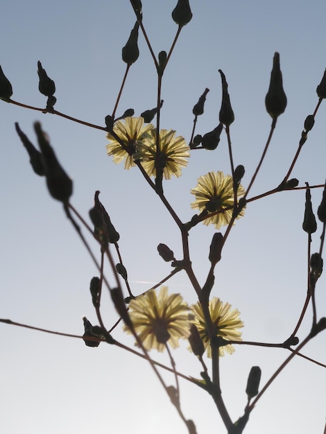 青い空を背景に Lactuca virosa 花