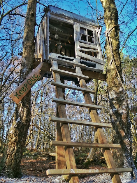 Photo ladder of tree house in forest during window