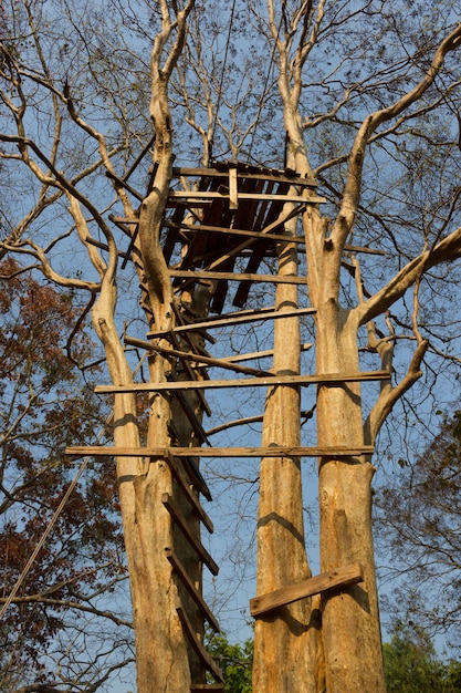 Ladder of a treehouse.