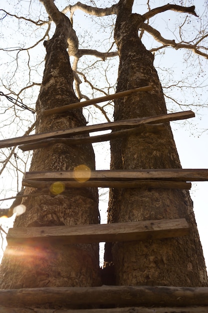 Ladder van een boomhut.