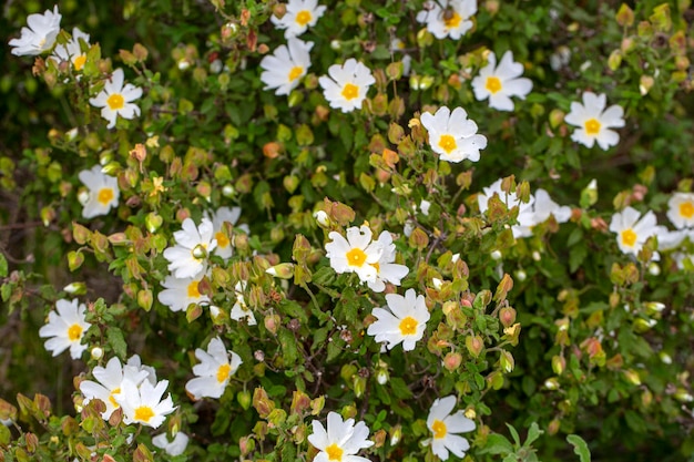 Laden; Het is een plantensoort met witte of roze bloemen die deel uitmaken van het geslacht Cistus van de Cistaceae-familie.