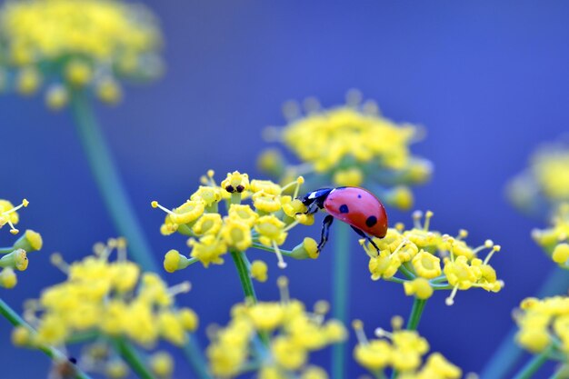 무당 벌레 Coccinella septempunctata는 야생 회향 Foeniculum vulgare의 꽃을 먹습니다.