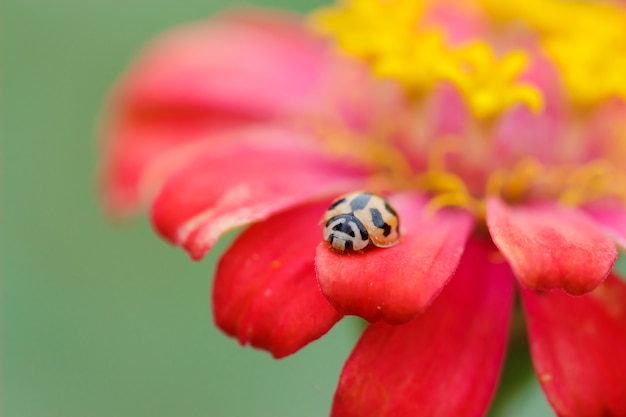 lady bug on cinnia flower 