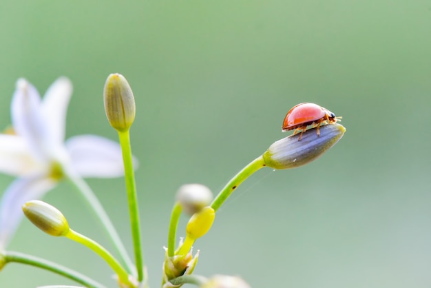 lady bug on flowers in tropical garden