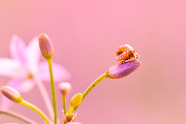 lady bug on flowers in tropical garden