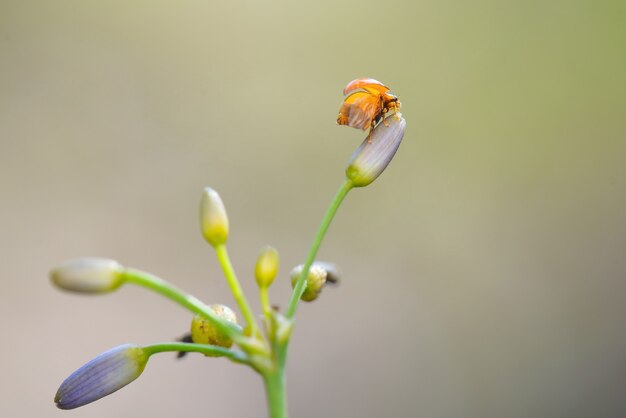 lady bug on flowers in tropical garden