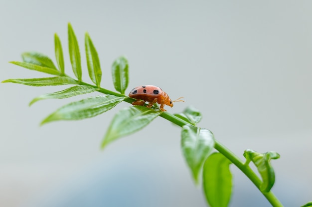 Lady bug in congedo verde