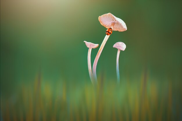 lady bug on mushroom