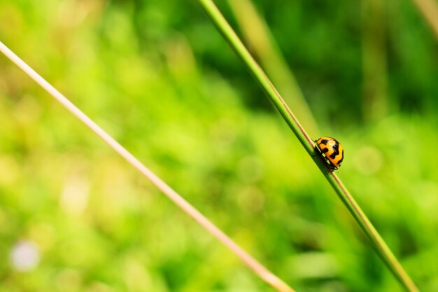 Lady bug on grass stem