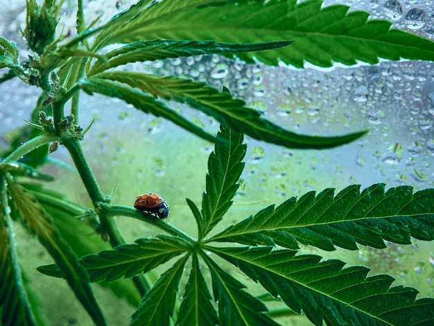 Lady bug sitting on a green leaf.