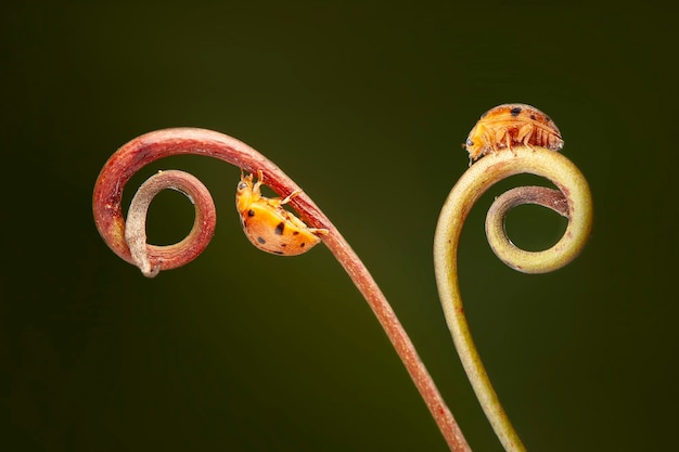 Lady bugs on leaf in tropical garden