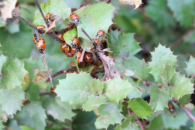 Lady bugs wintering state park in California