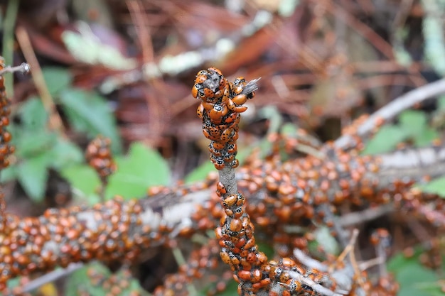 Lady bugs wintering state park in California