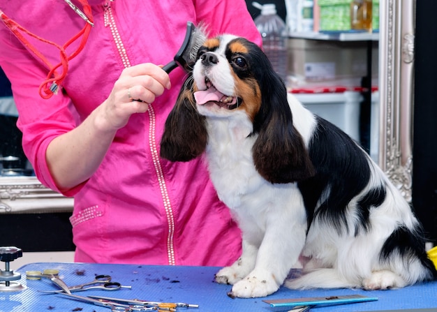 A lady combs a Cavalier King Charles spaniel standing on a table