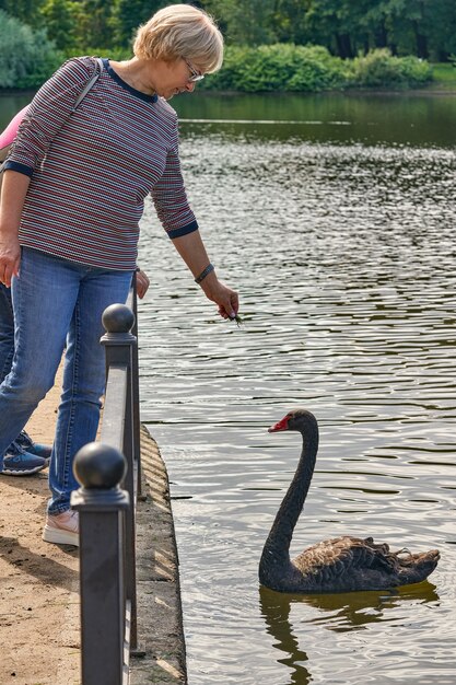 The lady feeds from her hand a black swan floating in the water