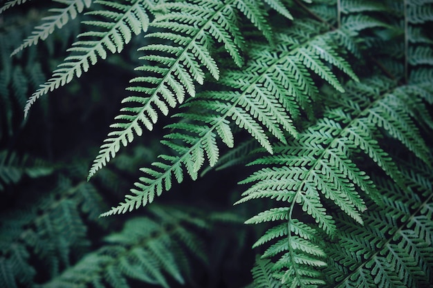 女性シダ植物の背景