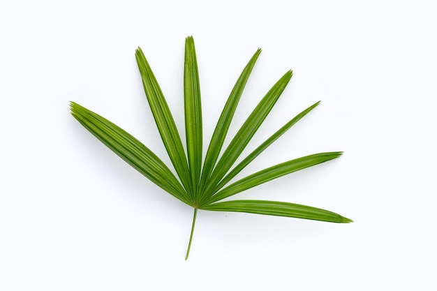 Lady palm leaf on white background