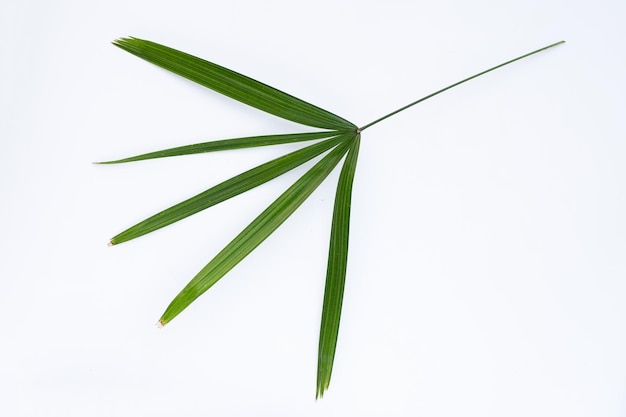 Lady palm leaf on white background