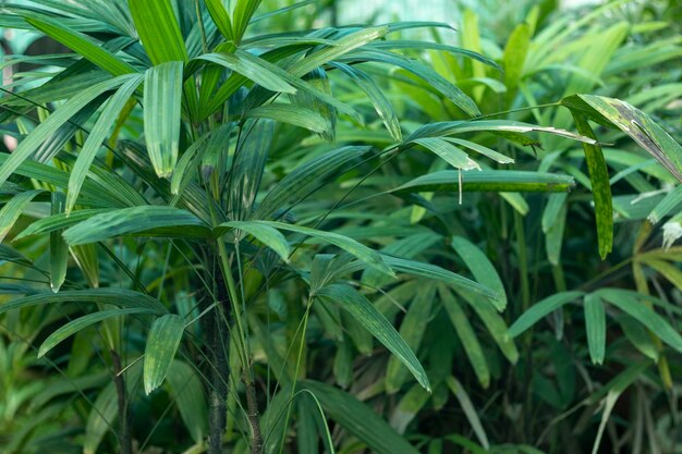 lady plam plants closeup view