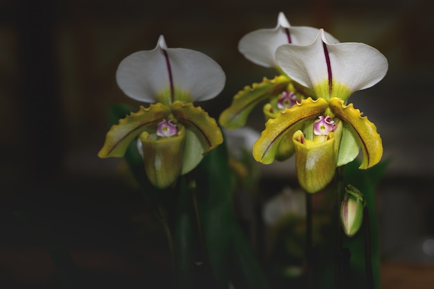 숙 녀의 슬리퍼 난초, Cypripedioideae Paphiopedilum