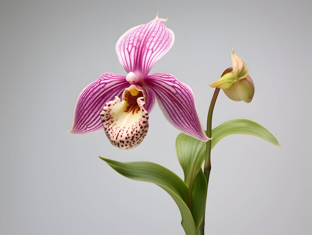 Lady Sliper Orchid flower in studio background single lady sliper flower Beautiful flower images