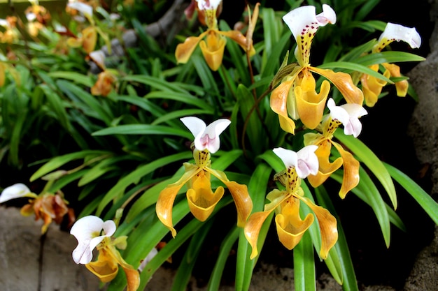 Леди тапочки Орхидея Интанон Национальный парк Чиангмай