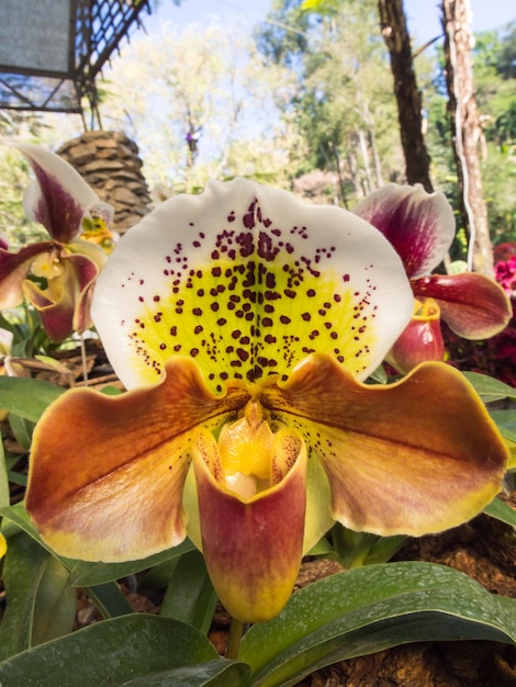 Леди-тапочка орхидеи уникальной формы