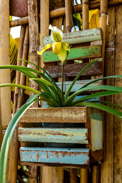 Lady Slipper Orchid Paphiopedilum