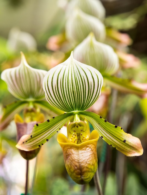 Lady slipper orchidee heeft een unieke vorm