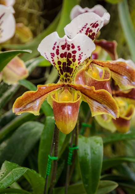 Lady slipper orchidee of Paphiopedilum slipper orchidee