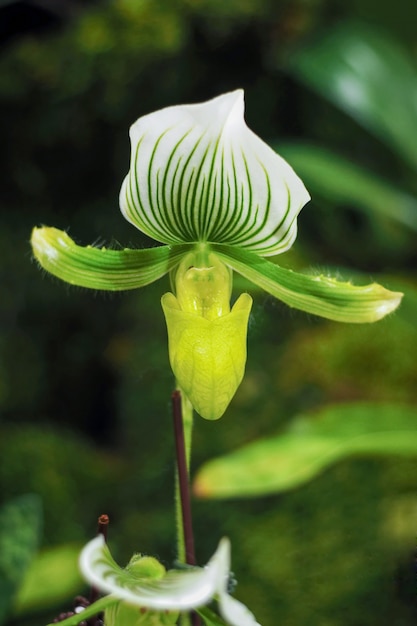 Foto lady-slipper, paphiopedilum in sfondo naturale, orchidea, fiore paphiopedilum.