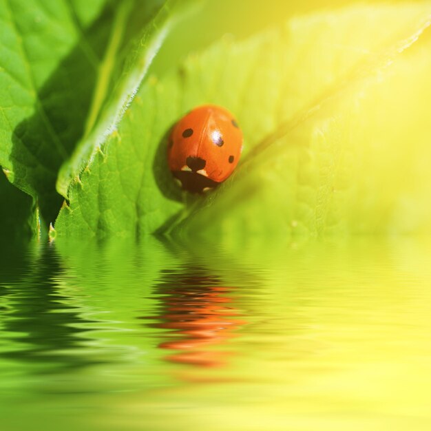 Ladybag on the green leaf