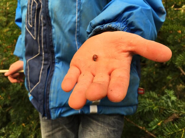 Foto ladybird aan de hand.