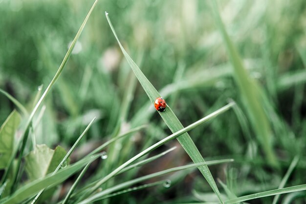 Ladybird beetle crawls on the blade of green grass summer natural background