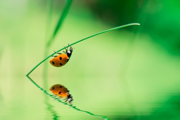 Ladybird on blade of grass upside water