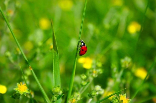 Ladybird on blade of grass