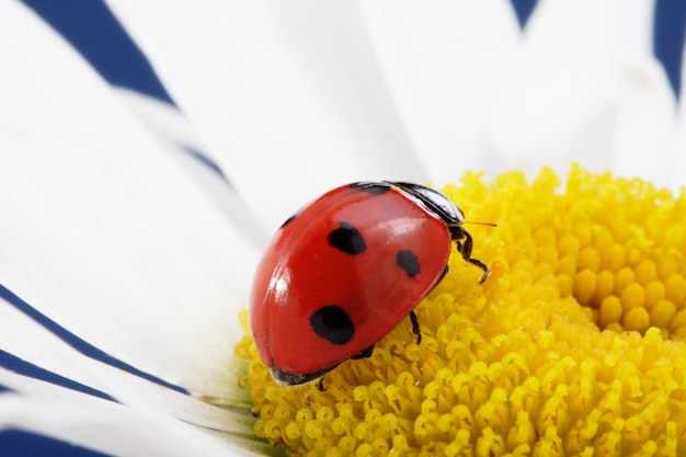 ladybird on camomile flower