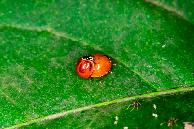 Ladybird couple mating on leaf of a lemon tree..